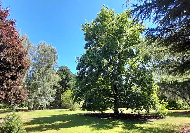 Promenez-vous dans le magnifique parc de Vaufleury